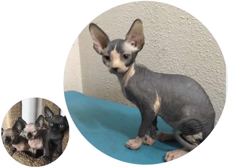 tica sphynx breeders